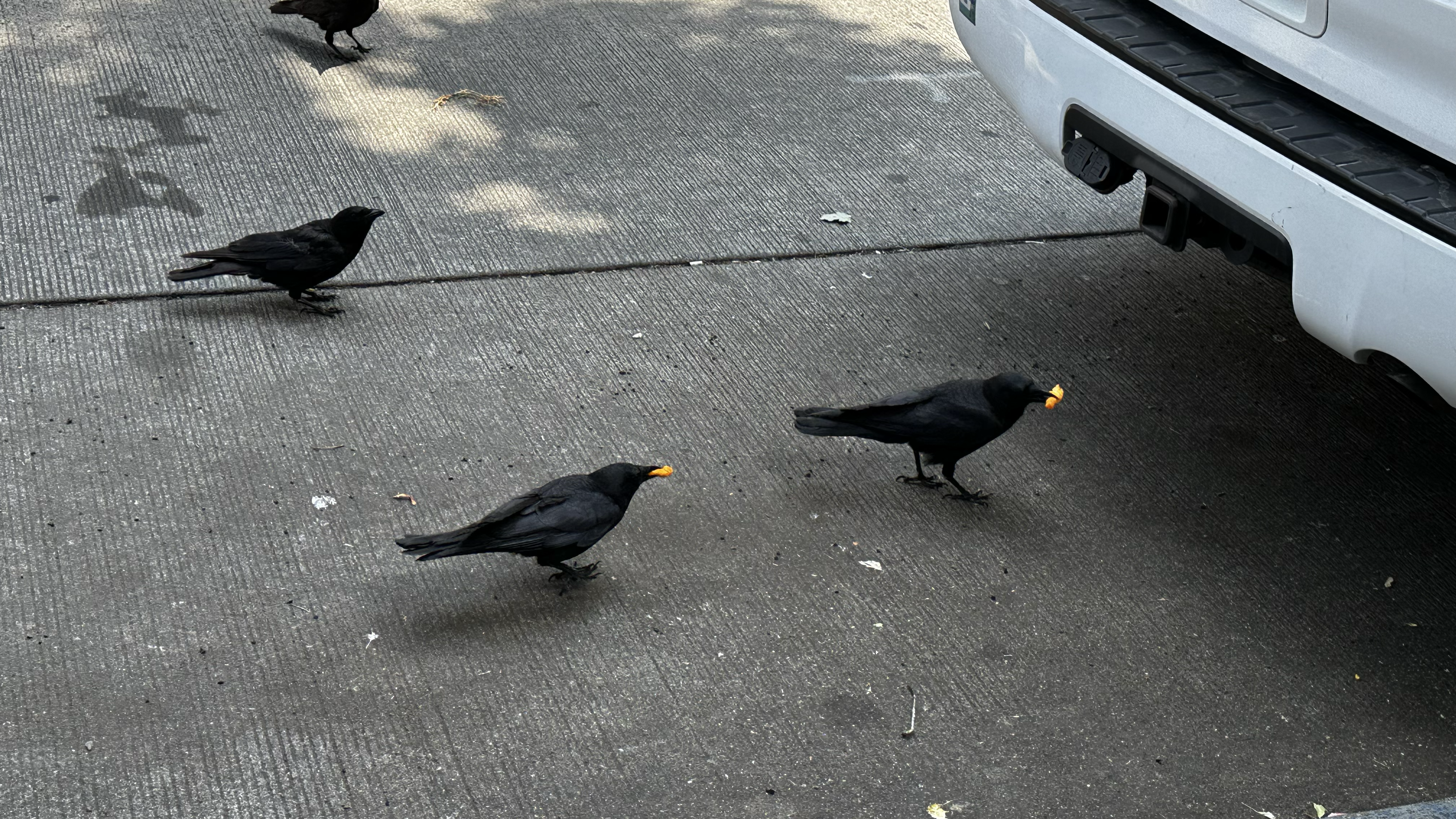 some crows enjoying cheetos