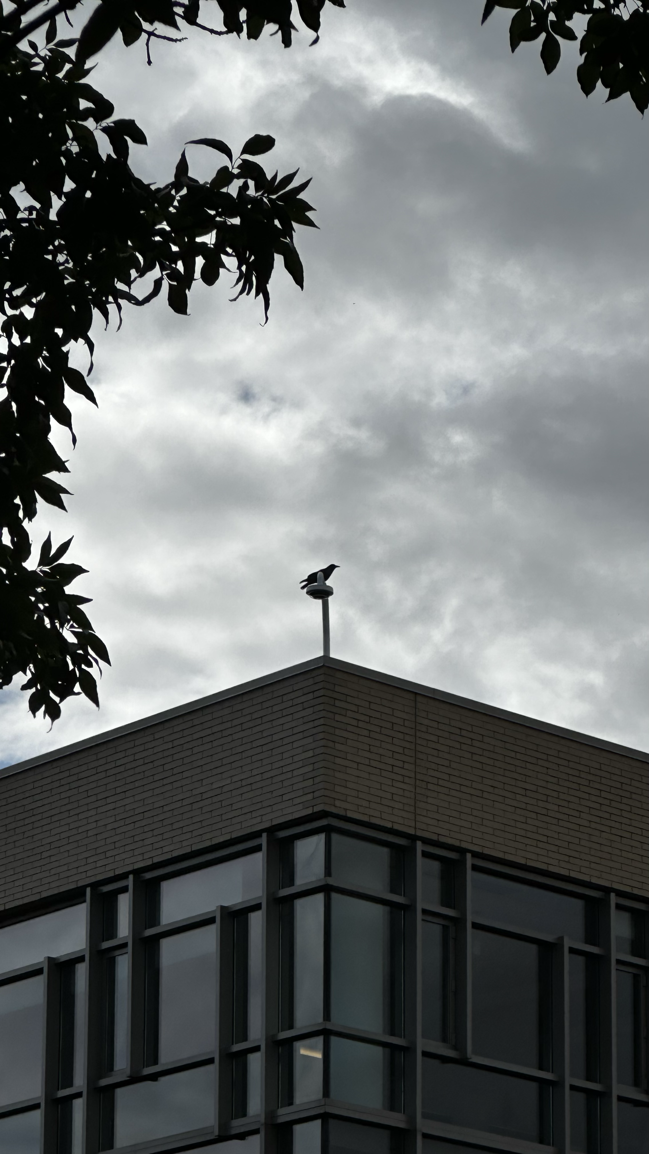 crow standing on a security camera