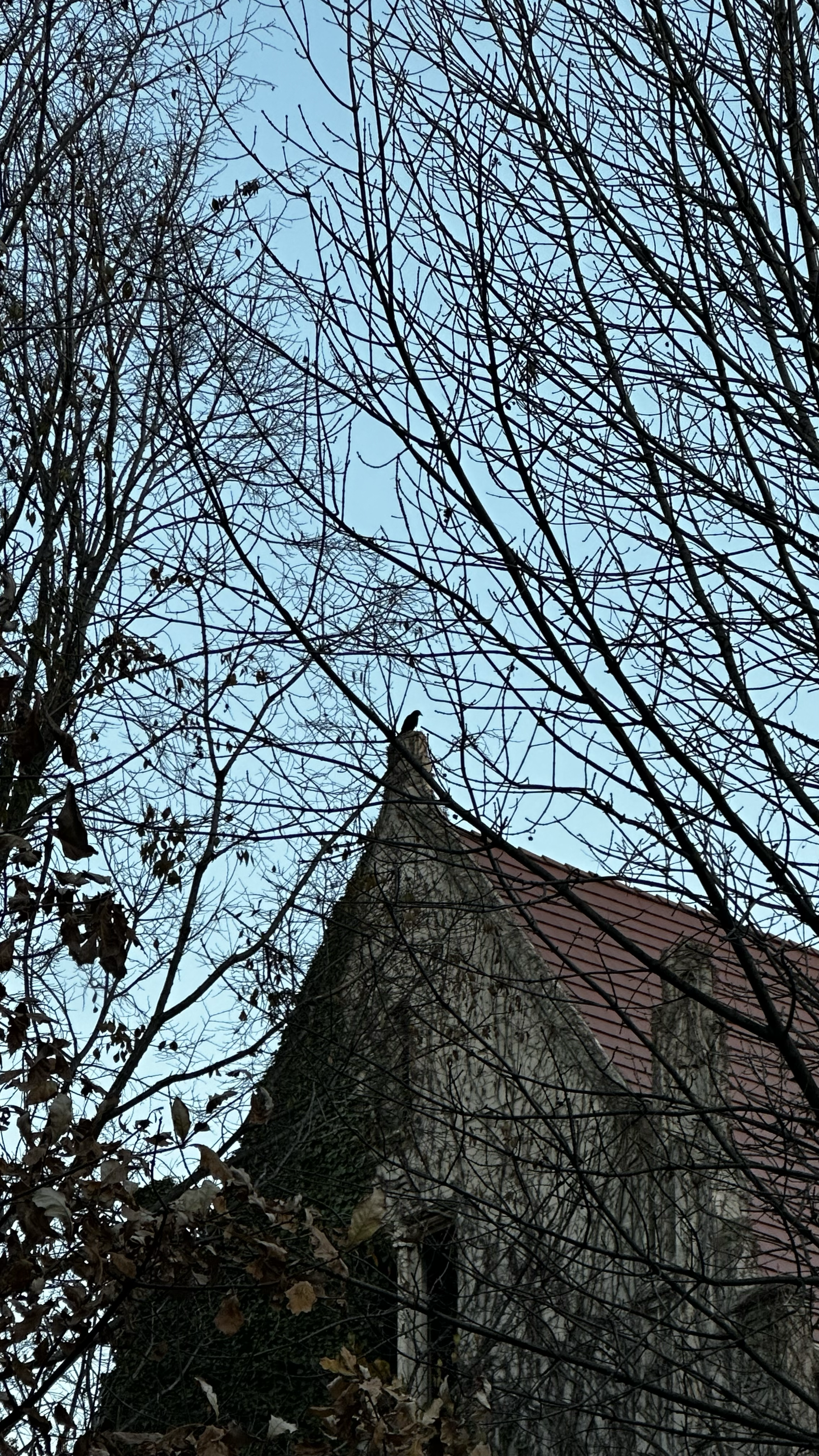 crow perched on top of building, viewed through tree branches