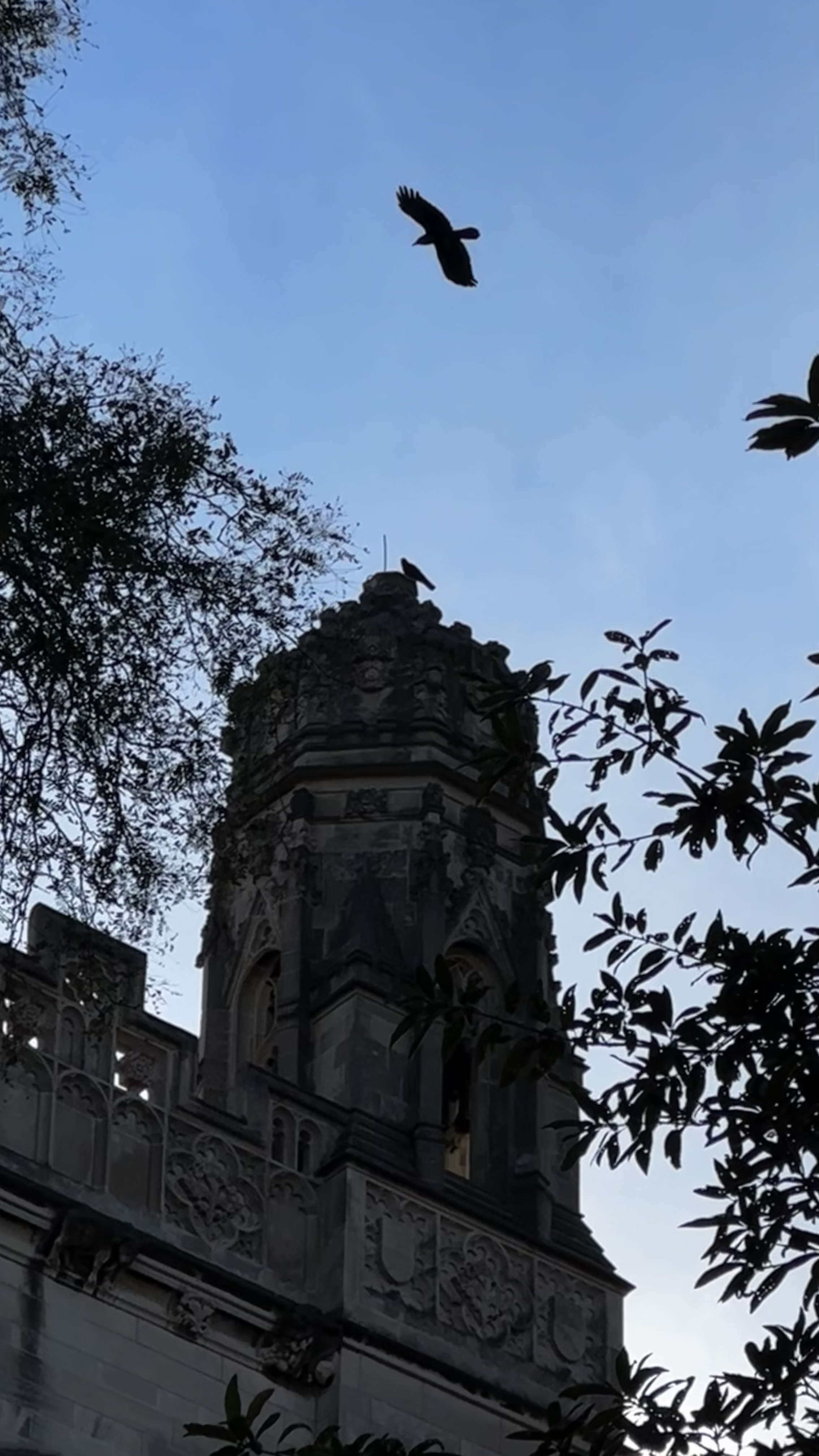 crow perched on top of different building