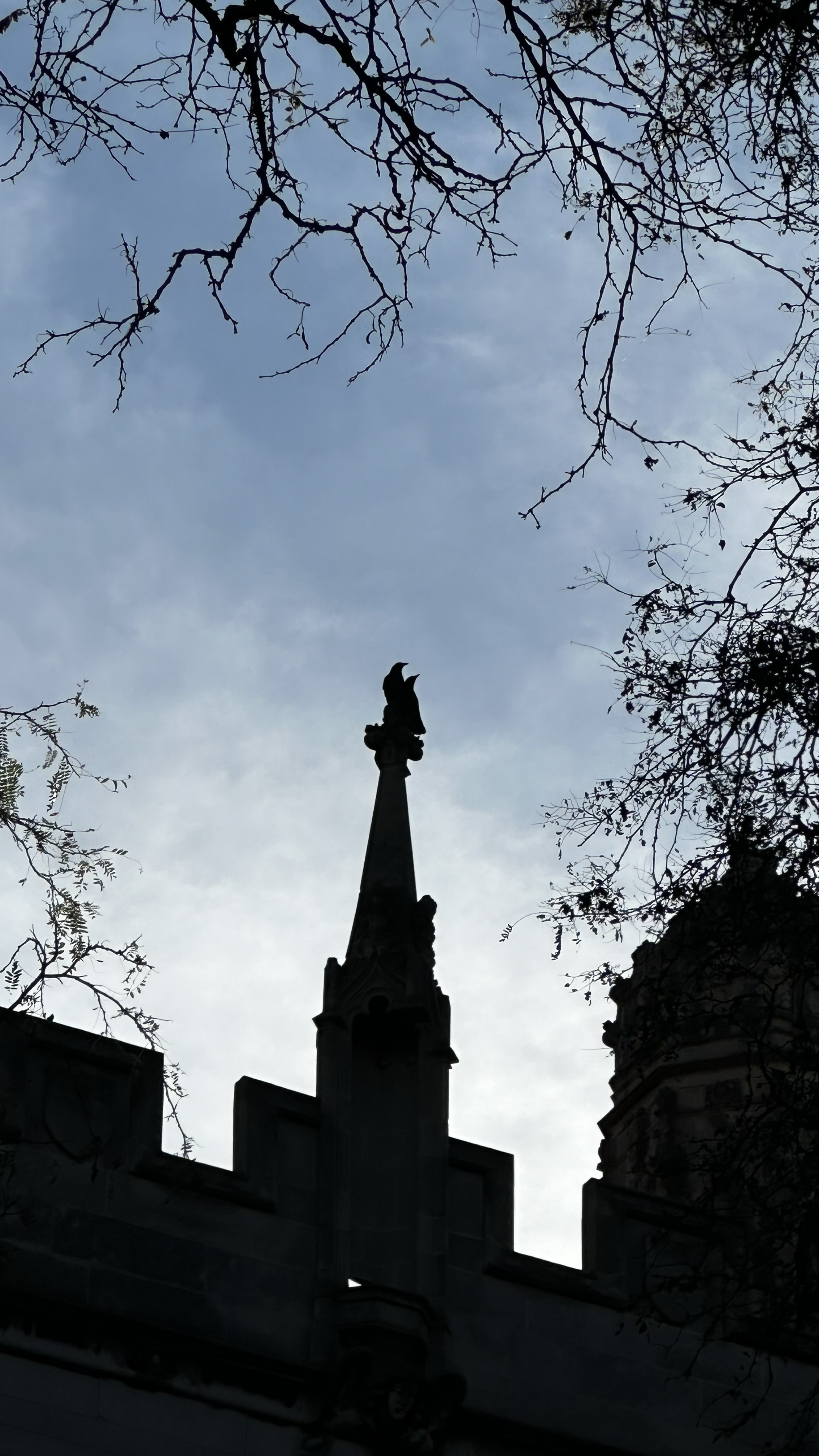 two crows perched together